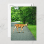 Buck über die Straße Postkarte (Vorne/Hinten)