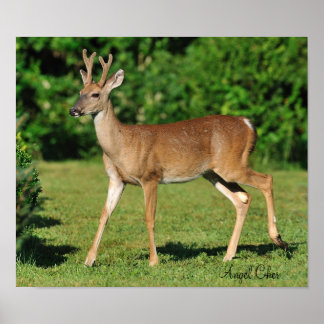 Buck von Angel Cher Poster