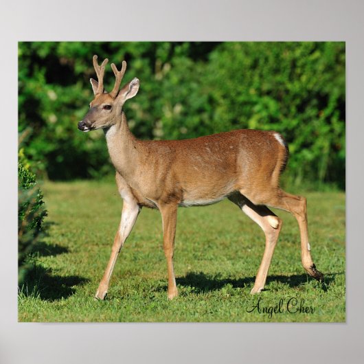 Buck von Angel Cher Poster (Vorne)