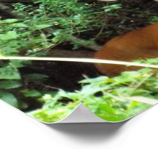 Buck Weißschwanz-Posterpapier (Matte) Poster (Ecke)