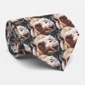 Buckel-Kamel-Gesichts-Nahaufnahme des Krawatte (Gerollt)