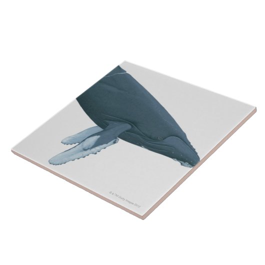 Buckel-Wal Fliese (Seite)