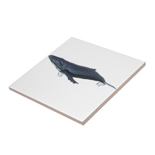 Buckel-Wal im Profil Fliese (Seite)