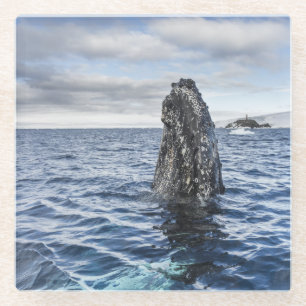 Buckel-Wal Spyhops   Hoffnungs-Bucht, die Glasuntersetzer