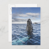 Buckel-Wal Spyhops | Hoffnungs-Bucht, die Postkarte (Vorne/Hinten)