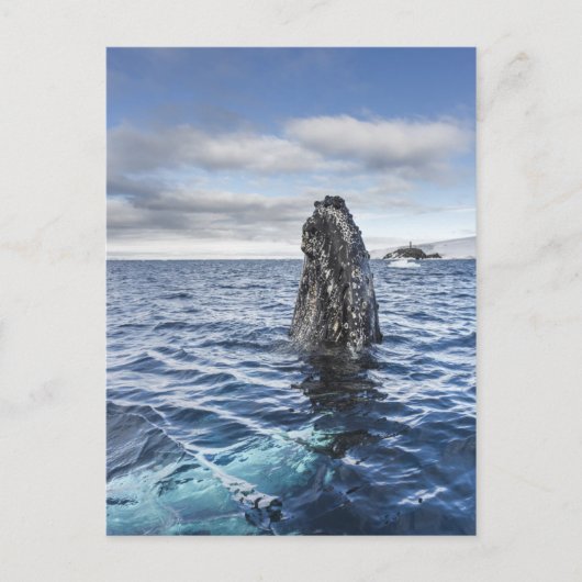 Buckel-Wal Spyhops | Hoffnungs-Bucht, die Postkarte (Vorderseite)
