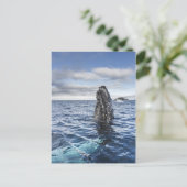 Buckel-Wal Spyhops | Hoffnungs-Bucht, die Postkarte (Stehend Vorderseite)