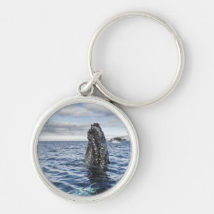 Buckel-Wal Spyhops   Hoffnungs-Bucht, die Schlüsselanhänger