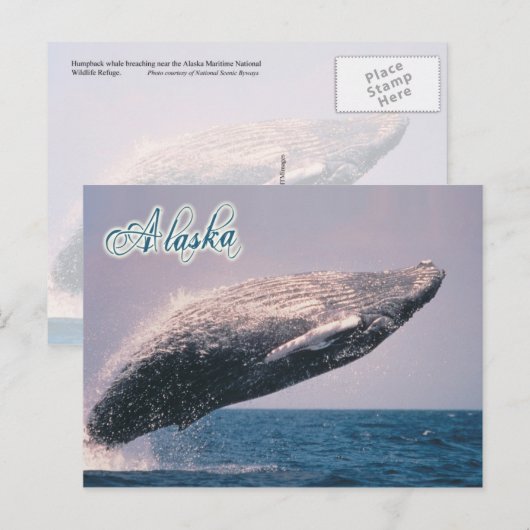 Buckelwal, Alaska Postkarte (Vorne/Hinten)