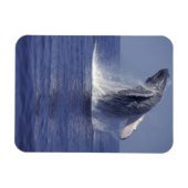 Buckelwal bricht durch (Megaptera Magnet (Horizontal)