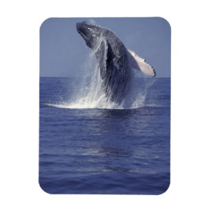 Buckelwal bricht durch (Megaptera Magnet