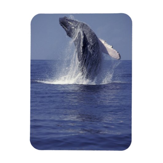 Buckelwal bricht durch (Megaptera Magnet (Vertikal)