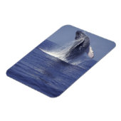 Buckelwal bricht durch (Megaptera Magnet (Linke Seite)