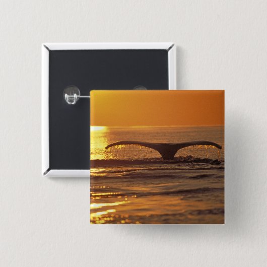 Buckelwal Button (Vorne & Hinten)