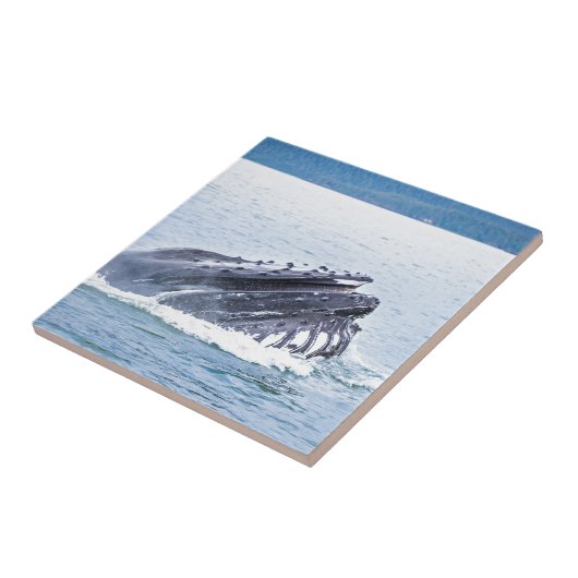 Buckelwal Fliese (Seite)