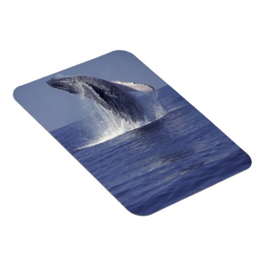 Buckelwal (Megaptera) Magnet (Rechte Seite)