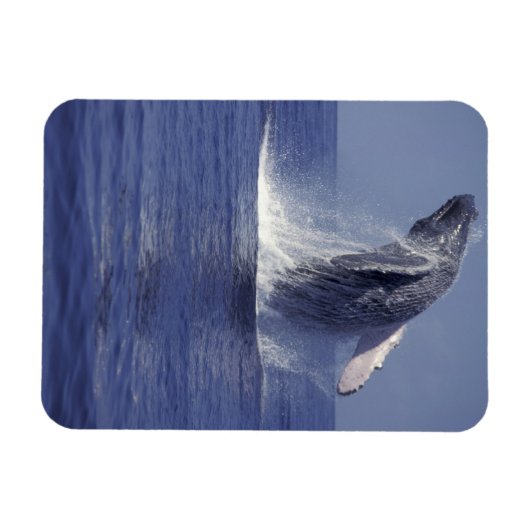 Buckelwal (Megaptera) Magnet (Horizontal)