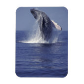 Buckelwal (Megaptera) Magnet (Vertikal)