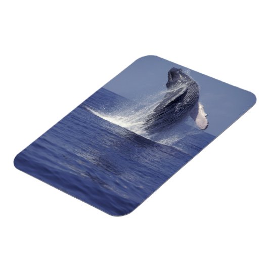 Buckelwal (Megaptera) Magnet (Linke Seite)