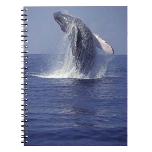 Buckelwal (Megaptera) Notizblock (Vorderseite)