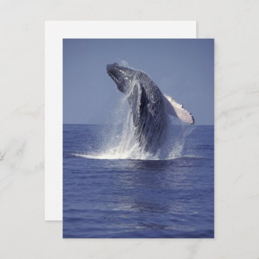 Buckelwal (Megaptera) Postkarte (Vorne/Hinten)