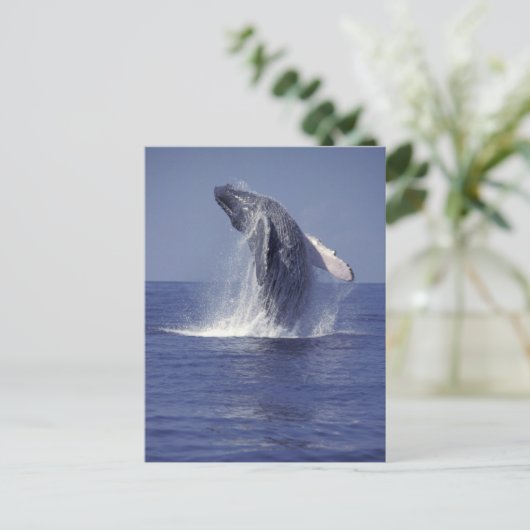 Buckelwal (Megaptera) Postkarte (Stehend Vorderseite)
