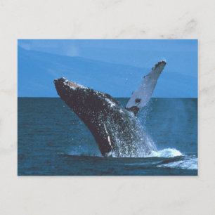 Buckelwal Postkarte