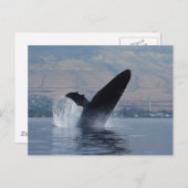 Buckelwal Postkarte (Vorne/Hinten)