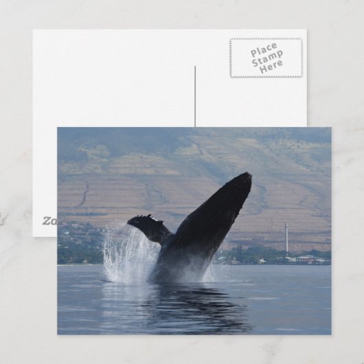 Buckelwal Postkarte (Vorne/Hinten)