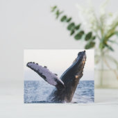 Buckelwal-Postkarte Postkarte (Stehend Vorderseite)