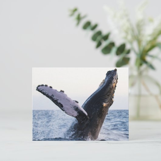 Buckelwal-Postkarte Postkarte (Stehend Vorderseite)