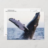 Buckelwal-Postkarte Postkarte (Vorne/Hinten)