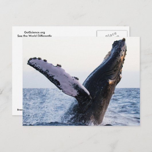 Buckelwal-Postkarte Postkarte (Vorne/Hinten)