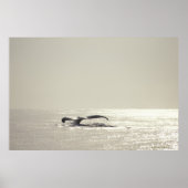 Buckelwal, Schwanz über der Wasseroberfläche Poster (Vorne)