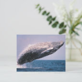 Buckelwal springt aus dem Wasser Postkarte (Stehend Vorderseite)