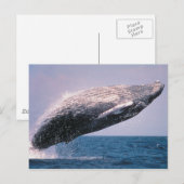 Buckelwal springt aus dem Wasser Postkarte (Vorne/Hinten)