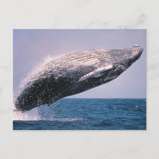 Buckelwal springt aus dem Wasser Postkarte (Vorderseite)