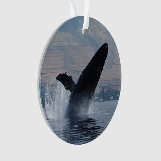 Buckelwalbruch Ornament (Vorderseite)