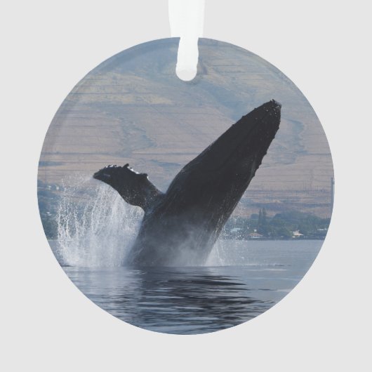 Buckelwalbruch Ornament (Rückseite)