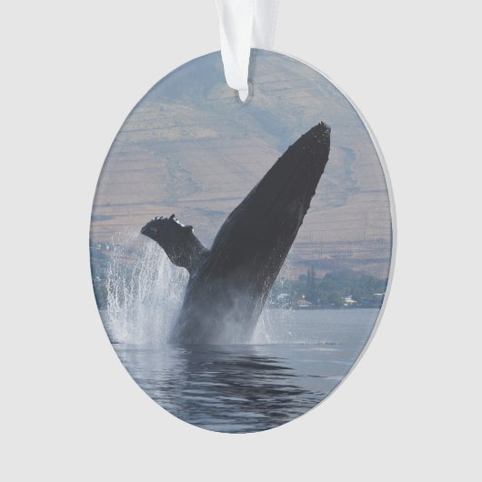 Buckelwalbruch Ornament (Vorderseite)