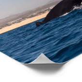 Buckelwale in Mexiko Poster (Ecke)