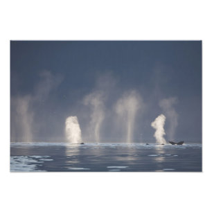 Buckelwale Megaptera novaeangliae) Fotodruck