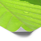 Buckeye-Blätter Poster (Ecke)