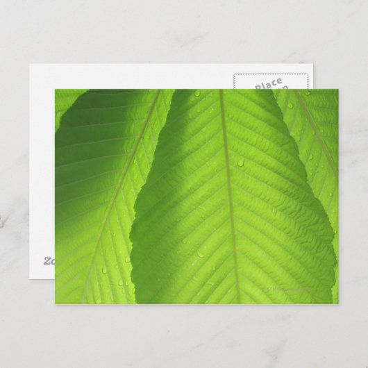 Buckeye-Blätter Postkarte (Vorne/Hinten)