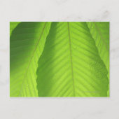 Buckeye-Blätter Postkarte (Vorderseite)