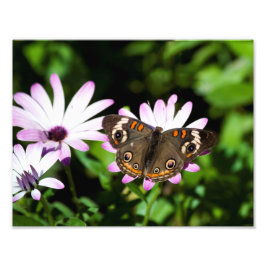 Buckeye Butterfly auf Purple Flowers Fotodruck
