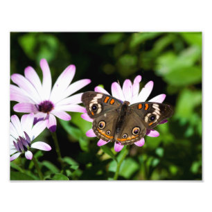 Buckeye Butterfly auf Purple Flowers Fotodruck