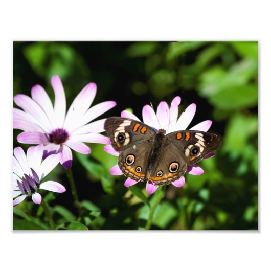 Buckeye Butterfly auf Purple Flowers Fotodruck (Vorne)
