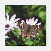 Buckeye Butterfly auf Purple Flowers Magnet (Vorne)