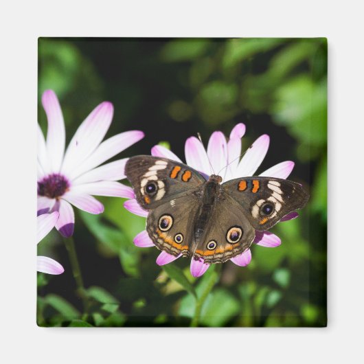 Buckeye Butterfly auf Purple Flowers Magnet (Vorne)